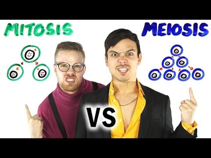 Mitosis vs Meiosis BATALLA RAP!