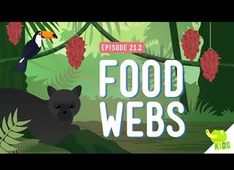 Webs de alimentos