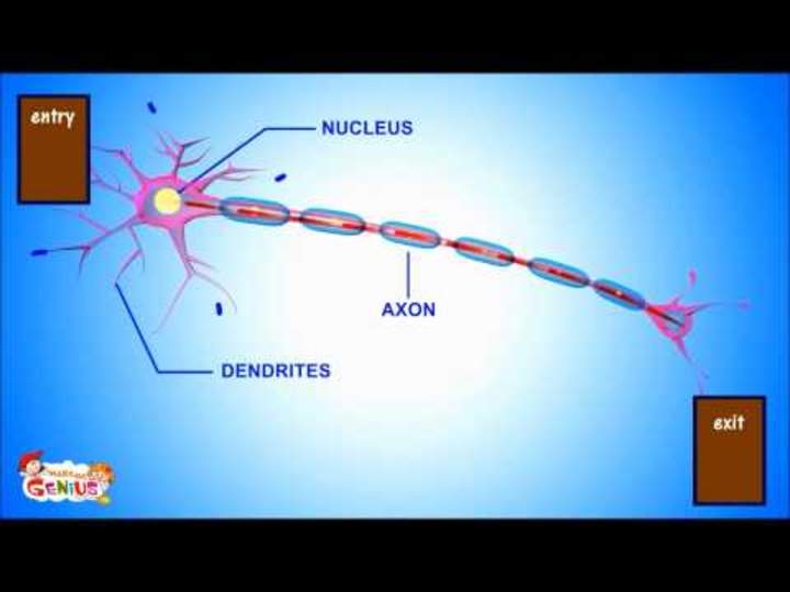 Comprender las neuronas