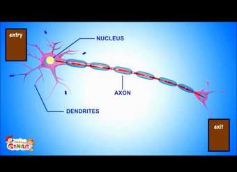 Comprender las neuronas