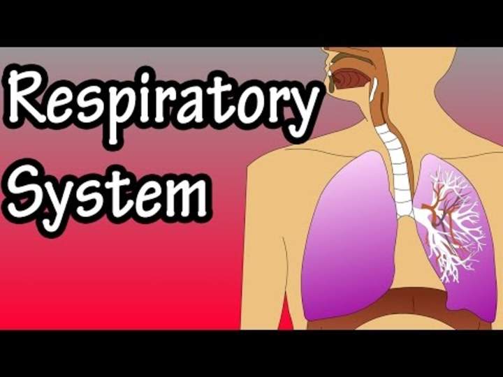 Sistema respiratorio: cómo funciona el sistema respiratorio