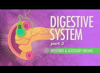 Sistema digestivo, parte 3: Curso intensivo