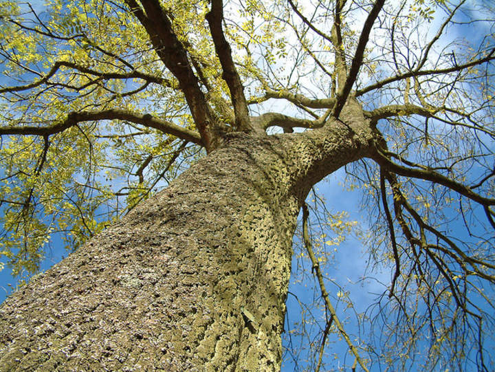 Diagramas de árbol