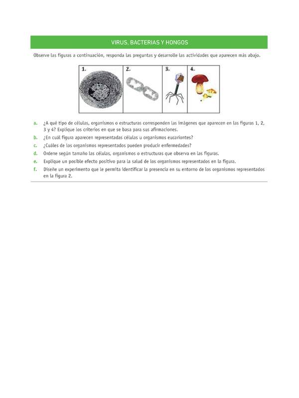 Evaluación Programas - CN07 OA05 - U3 - VIRUS, BACTERIAS Y HONGOS