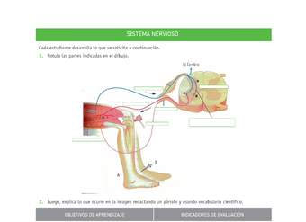 Evaluación Programas - CN2M - OA01 - U1 - SISTEMA NERVIOSO