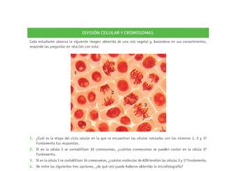 Evaluación Programas - CN2M - OA06 - U3 - DIVISIÓN CELULAR Y CROMOSOMAS