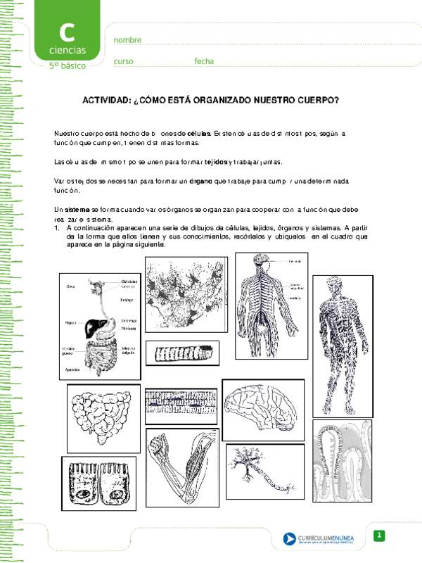 ¿Cómo está organizado nuestro cuerpo?