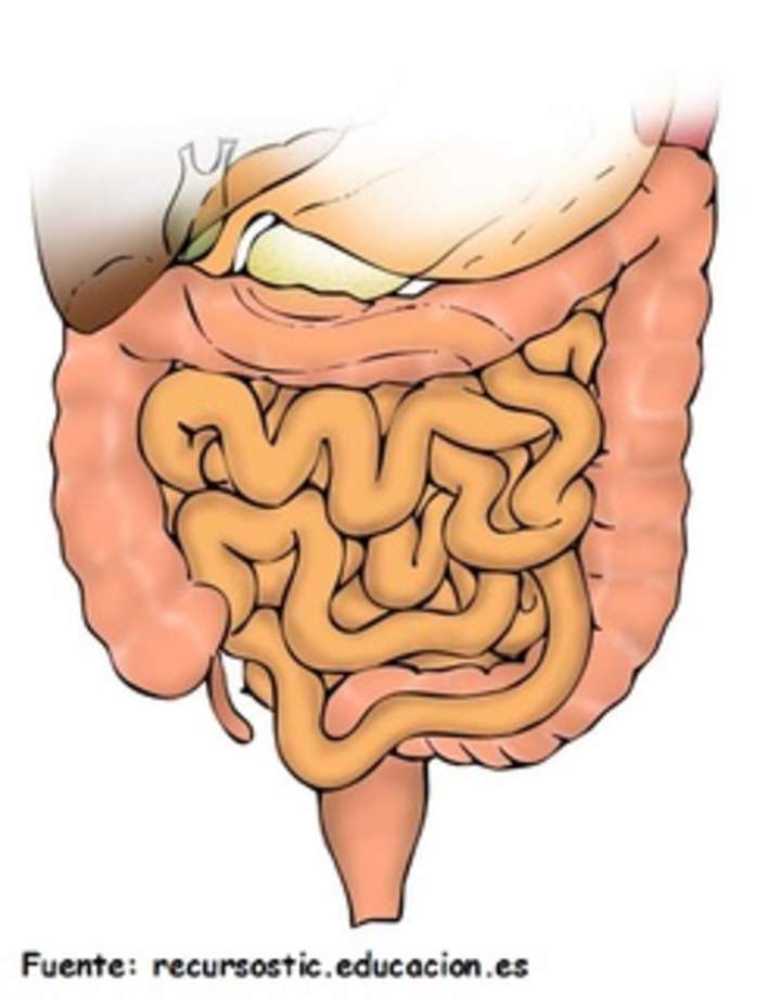 Intestinos humanos