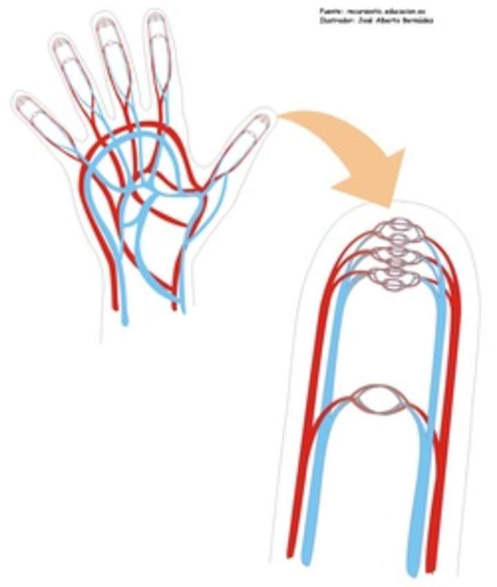 Capilares de la mano