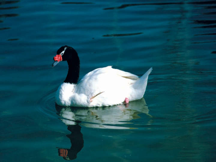 Cisne de cuello negro