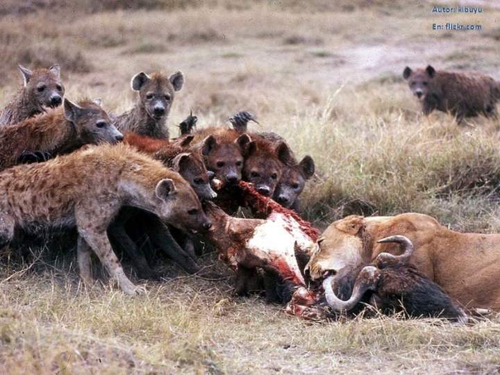 Competencia interespecífica entre leones y hienas por una presa