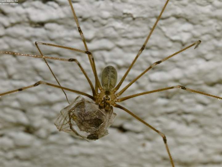 Depredación araña y presa