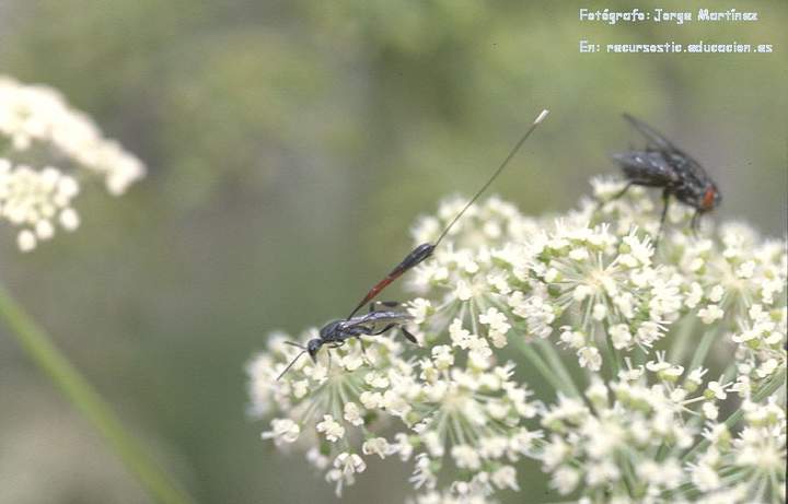 Competencia interespecífica entre avispa y mosca en una flor