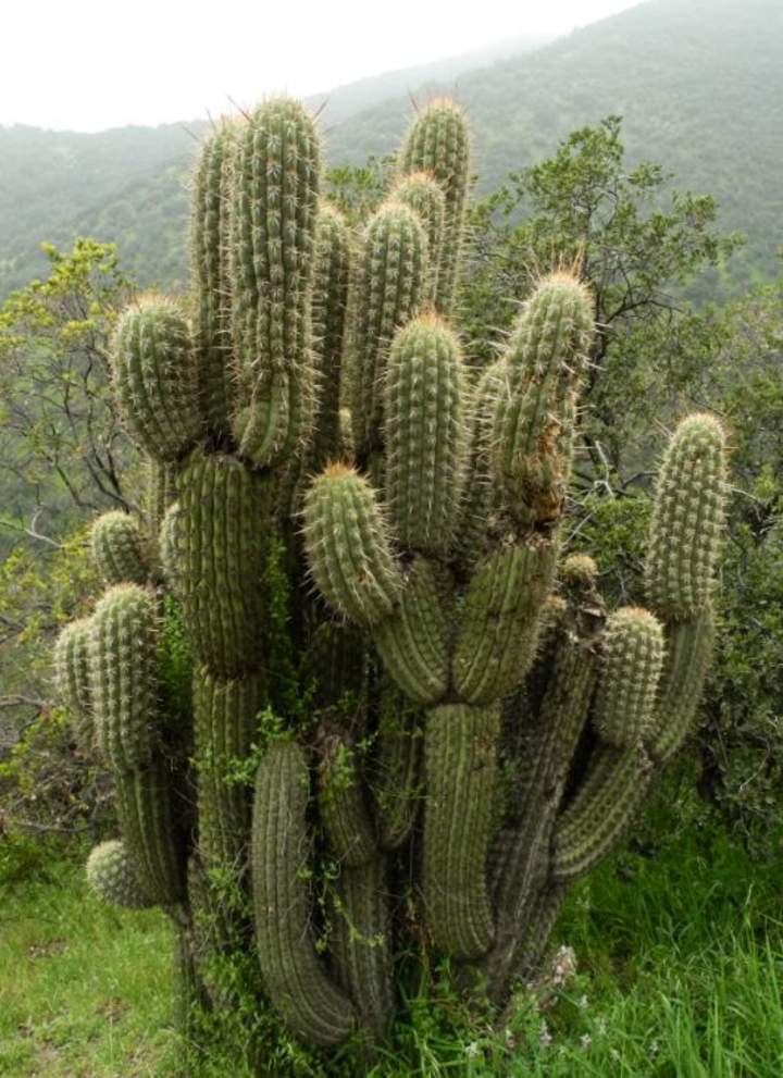 Cactus