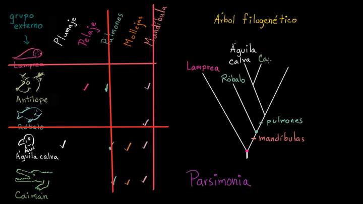 Entender y crear árboles filogenéticos | Biología | Khan Academy en Español