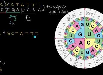 Impacto de las mutaciones en la traducción a aminoácidos | Khan Academy en Español