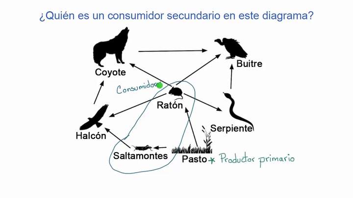 Ejemplo de identificación de roles en la red alimentaria | Khan Academy en Español