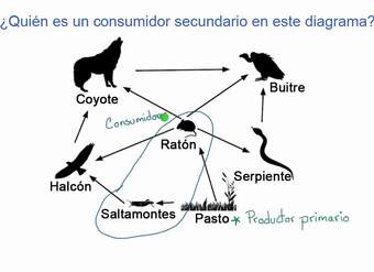 Ejemplo de identificación de roles en la red alimentaria | Khan Academy en Español