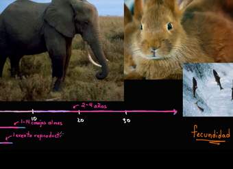 Fecundidad y estrategias para el ciclo de vida | Biología | Khan Academy en Español