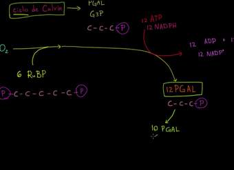 Fotosíntesis: ciclo de Calvin | Fotosíntesis | Biología | Khan Academy en Español