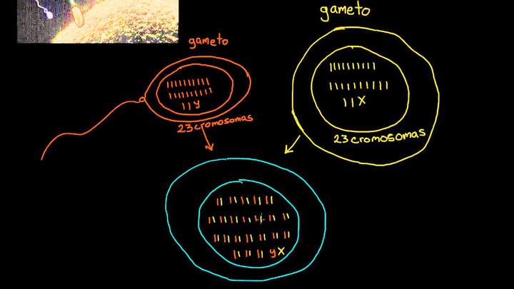 Terminología de la fecundación: gametos, cigotos, haploide, diploide | Khan Academy en Español