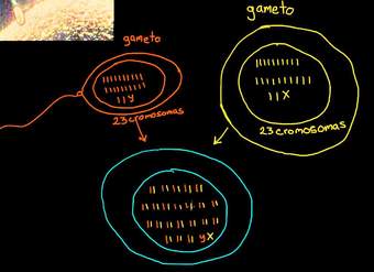 Terminología de la fecundación: gametos, cigotos, haploide, diploide | Khan Academy en Español