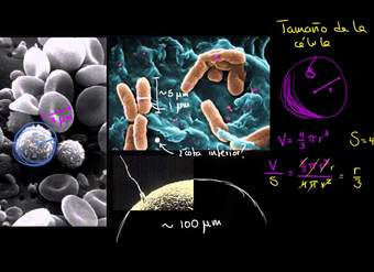 El tamaño de la célula | La estructura de una célula | Biología | Khan Academy en Español