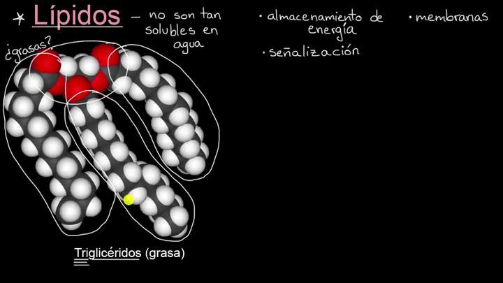 Introducción a los lípidos | Khan Academy en Español