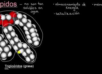 Introducción a los lípidos | Khan Academy en Español