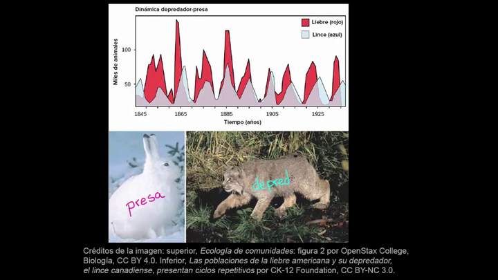 Ciclos depredador-presa | Ecología | Biología | Khan Academy en Español