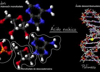 Introducción a los ácidos nucleicos y nucleótidos | Khan Academy en Español