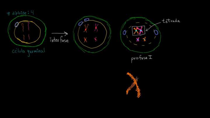 Entrecruzamiento de los cromosomas en la meiosis I | Biología | Khan Academy en Español