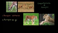 Comportamiento animal: forrajeo | Biología | Khan Academy en Español