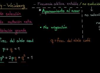 Discusiones de las condiciones para Hardy-Weinberg | Biología | Khan Academy en Español