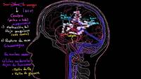 ¿Qué es el accidente cerebrovascular?