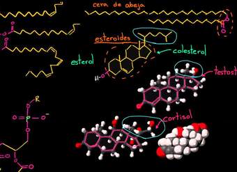 Repaso de lípidos | Macromoléculas | Biología | Khan Academy en Español