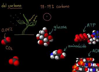 El ciclo del carbono | Ecología | Biología | Khan Academy en Español