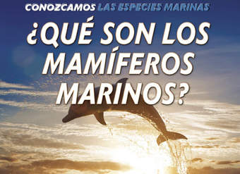 ¿Qué son los mamíferos marinos? (What Are Sea Mammals?)