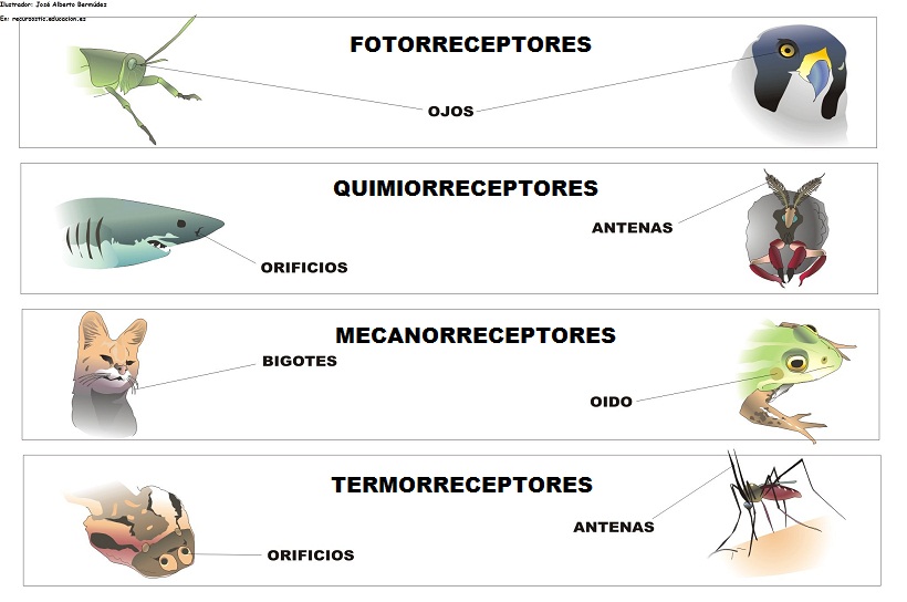 tipos y funciones de los receptores sensoriales