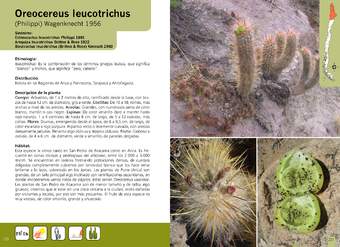 Oreocereus leucotrichus