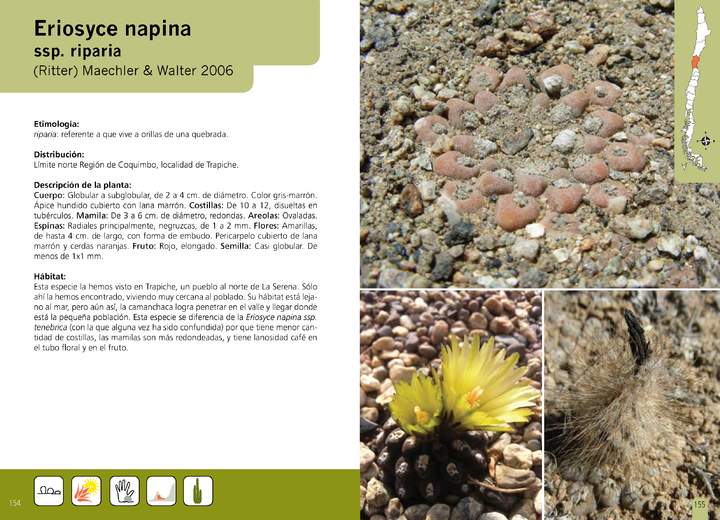 Eriosyce napina  ssp. riparia