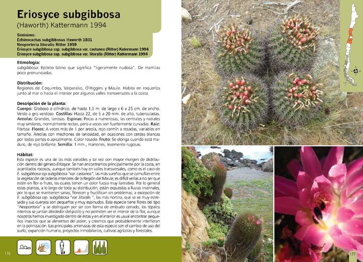Eriosyce subgibbosa