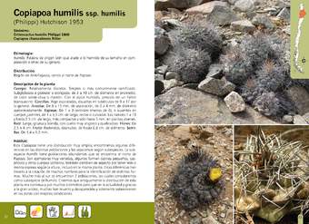 Copiapoa humilis ssp. humilis
