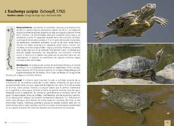 Trachemys scripta