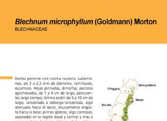 Blechnum microphyllum