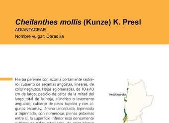 Cheilanthes mollis