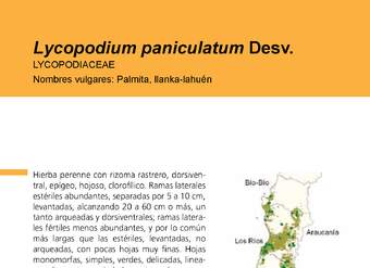 Lycopodium paniculatum