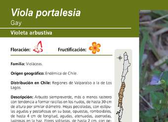 Viola portalesia