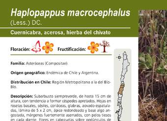 Haplopappus macrocephalus