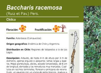 Baccharis racemosa